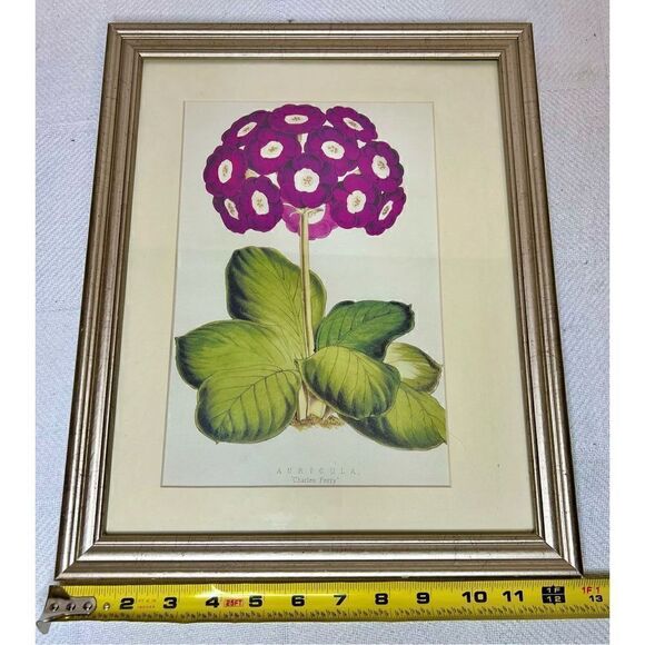 Auricula “Charles Perry” Framed and Matted Print 16” x12” - Picture 8 of 9